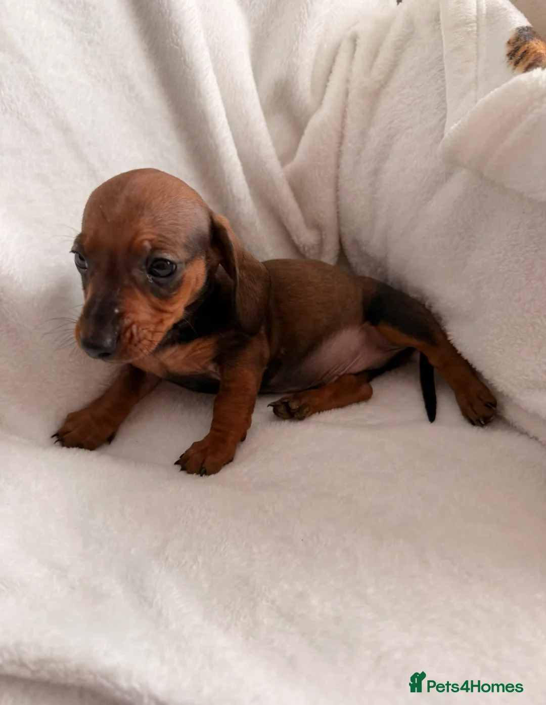 Miniature Dachshund dogs for sale: Stunning Miniature dachshund puppies - Advert 2