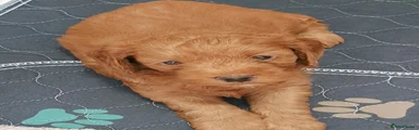 Cockapoo 3