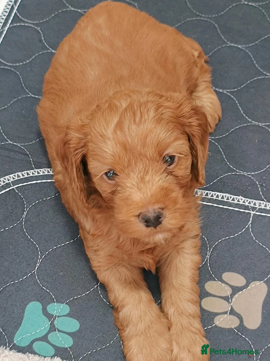 Cockapoo dogs for sale: Cockerpoo  in Stoke-on-Trent - Advert 4