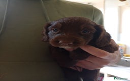 English Springer Spaniel dogs for sale: 6 beautiful springer pups - Image 12