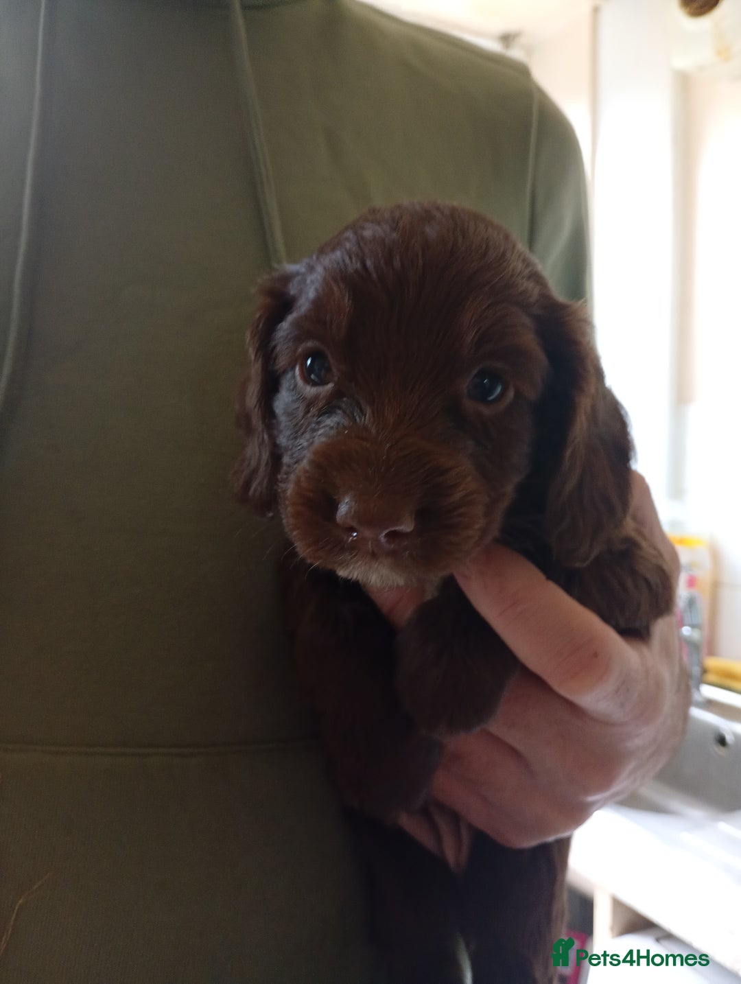 English Springer Spaniel dogs for sale: 6 beautiful springer pups - Image 12