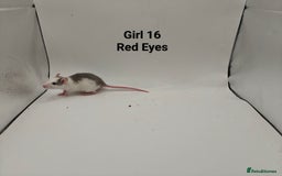 Rat rodents for sale: October Litters: 32 Rats For Sale - Image 31