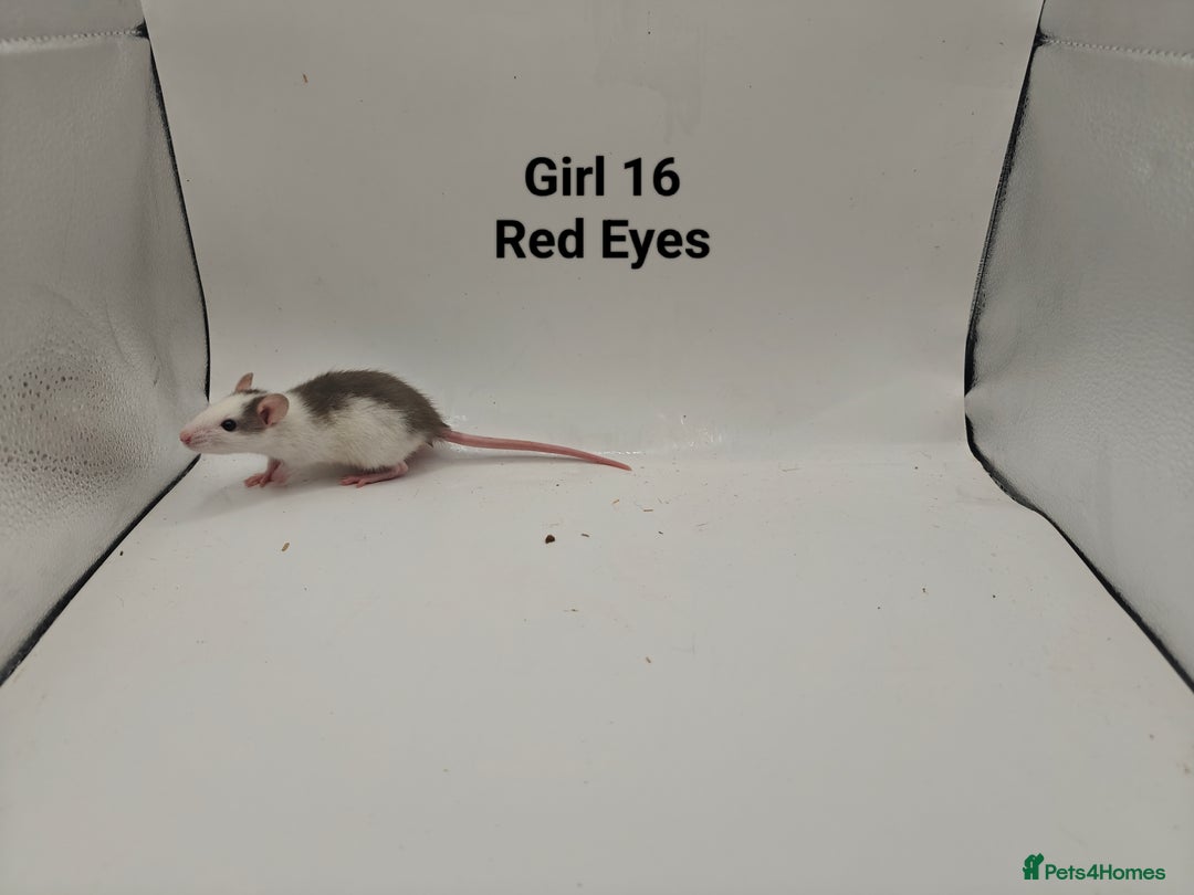 Rat rodents for sale: October Litters: 32 Rats For Sale - Image 31
