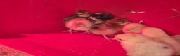 Chickens poultry for sale: Baby Chicks for sale - Advert 5