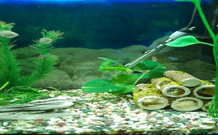 Other/Mixed Breed fish - Advert 8