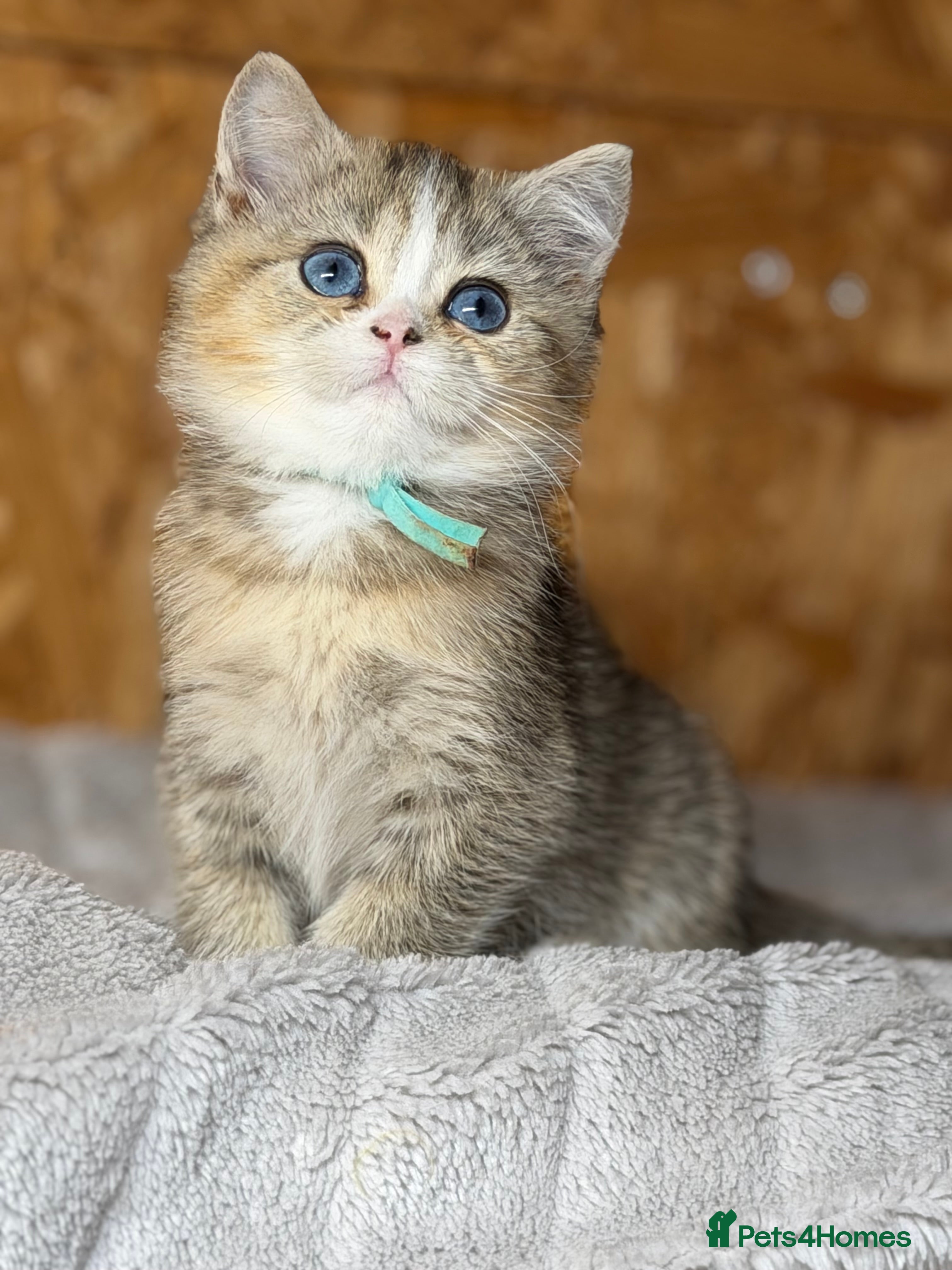 British Shorthair cats for sale: British shorthair/longhair golden kittens TICa - Advert 16