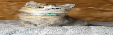 British Shorthair 5