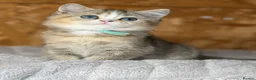 British Shorthair cats for sale: British shorthair/longhair golden kittens TICa - Advert 6