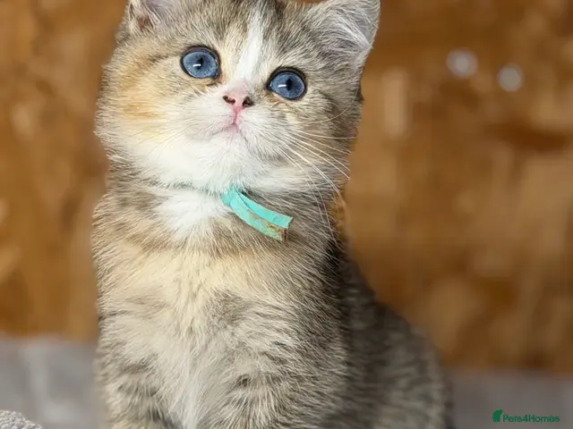 British Shorthair cats for sale: British shorthair/longhair golden kittens TICa - Advert 16