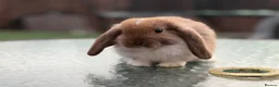 Mini Lop rabbits for sale: Gorgeous baby mini lops  - Advert 3