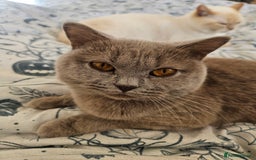 British Shorthair cats for sale: Gorgeous 20mth Female Lilac British Shorthair - Image 2