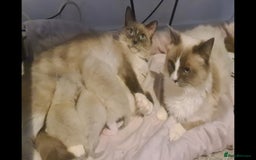Ragdoll cats for sale: Fluffy ragdoll kittens  - Image 4