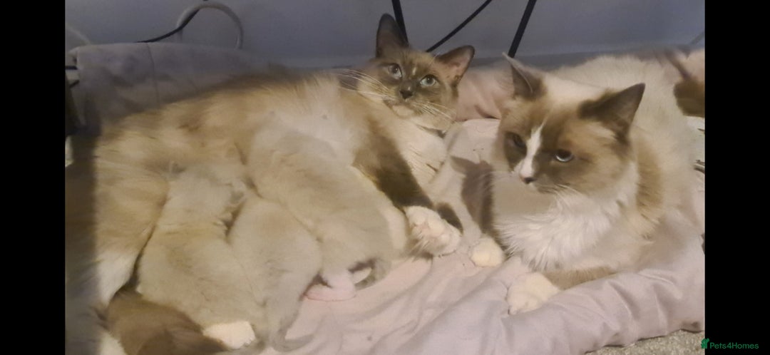 Ragdoll cats for sale: Fluffy ragdoll kittens  - Image 4