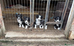 Border Collie dogs for sale: 5 border collie pups for sale from working parents - Image 1