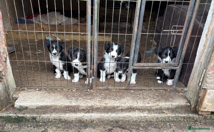Border Collie dogs - Advert 1