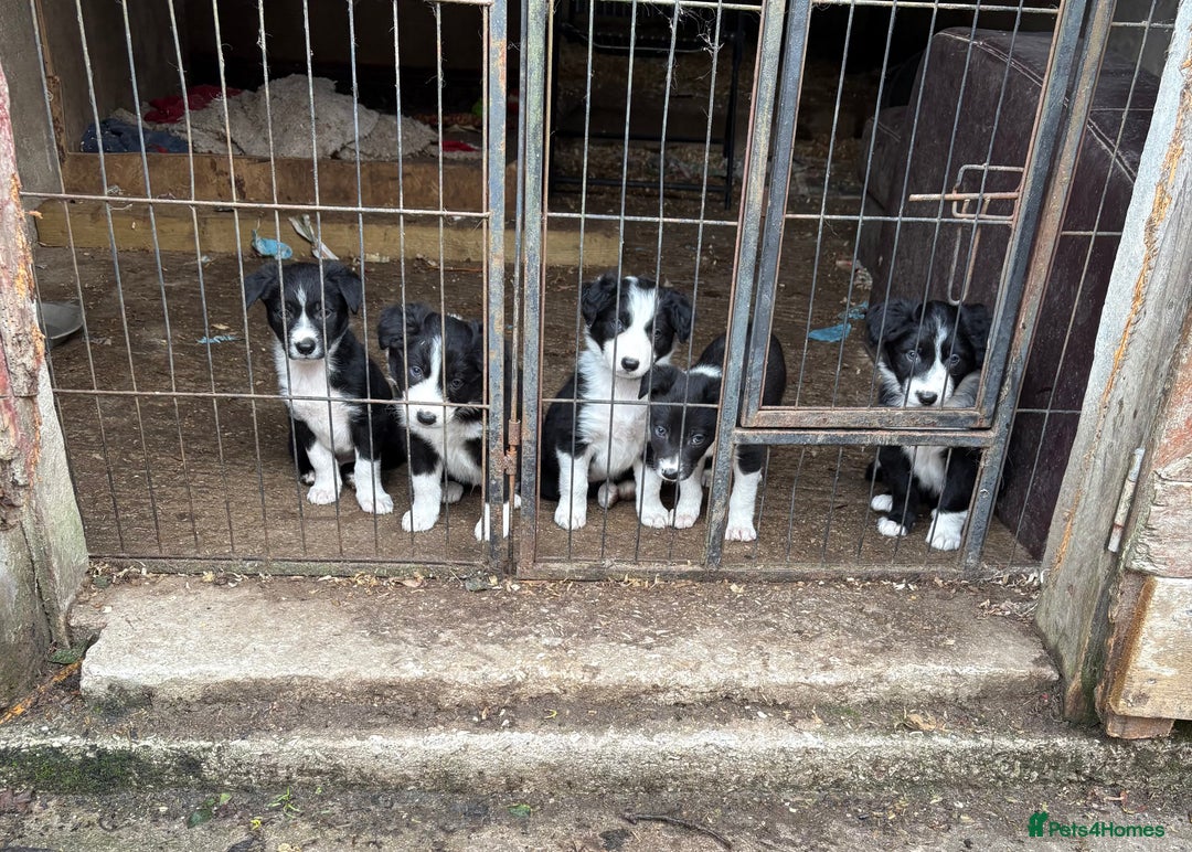 Border Collie dogs for sale: 5 border collie pups for sale from working parents - Image 1