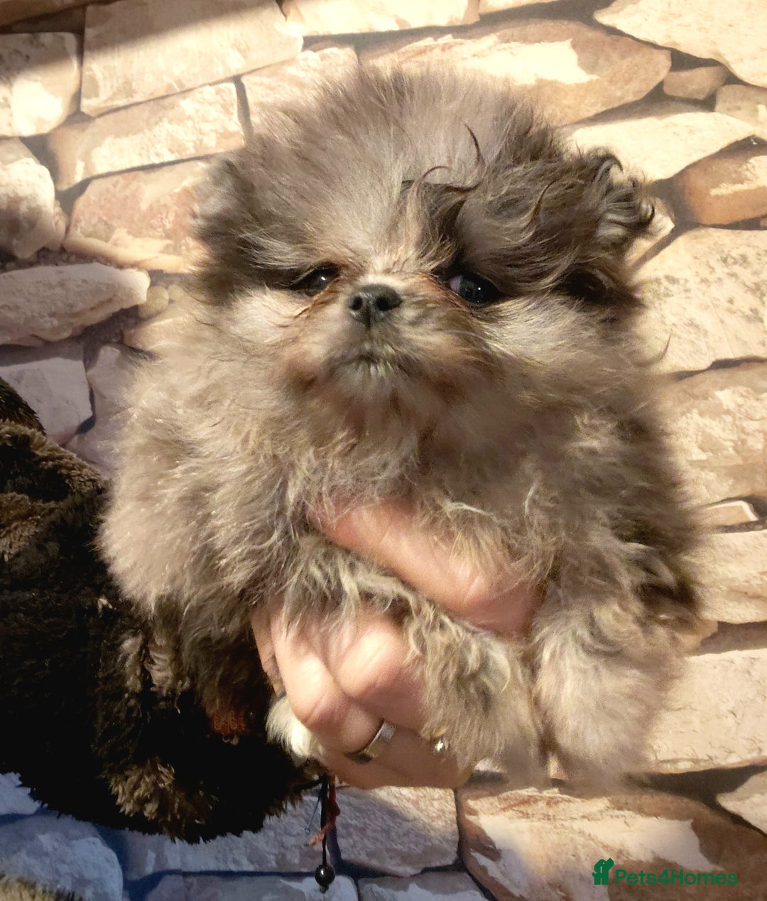 Pomeranian dogs for sale: Pomeranian puppies  - Advert 3