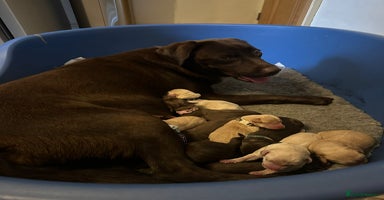 Labrador Retriever dogs - Advert 8