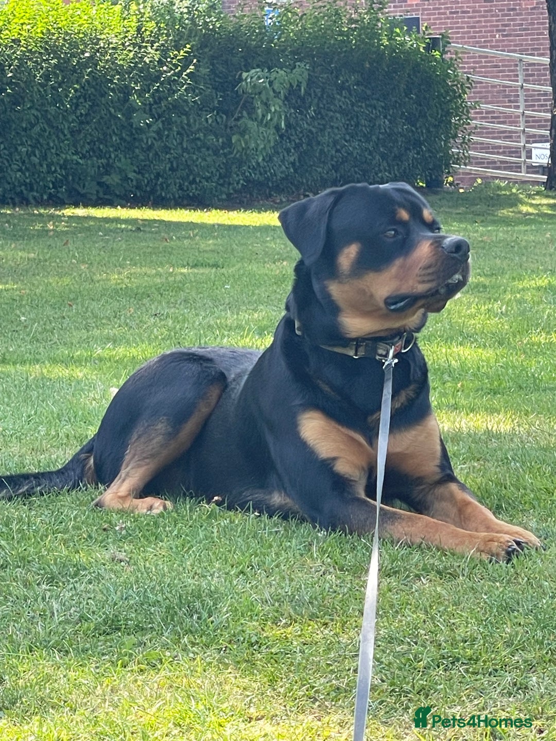 Rottweiler dogs for sale: 1 and a half year old boy - Image 3