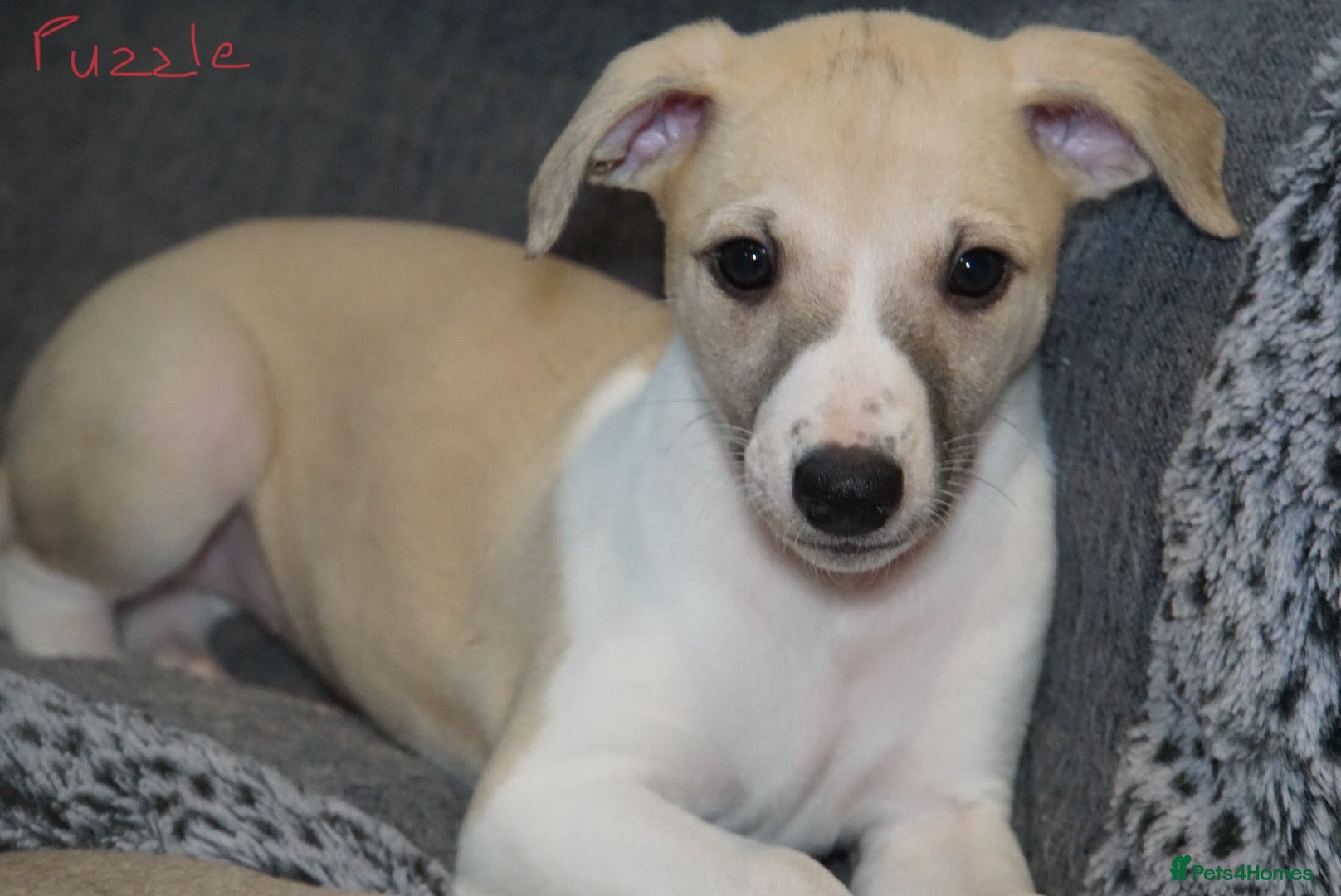 Whippet dogs Quality show/ Lure coursing girl - Advert 3