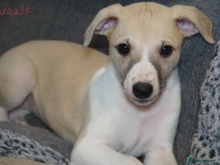 Whippet dogs Quality show/ Lure coursing girl - Advert 3