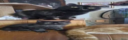 Exotic cats for sale: The sweetest black female - Advert 2