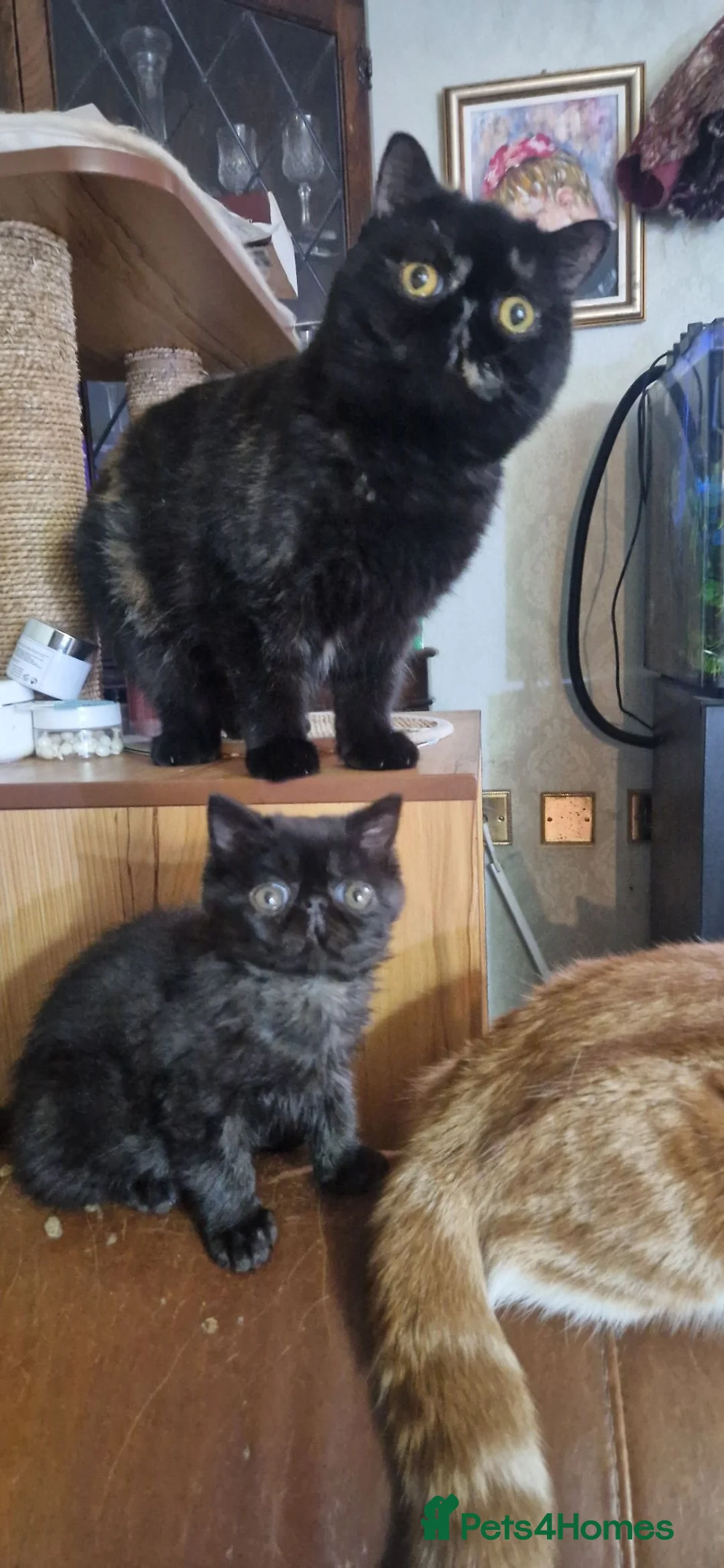 Exotic cats for sale: The sweetest black female - Advert 2