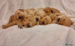 Mini Goldendoodle dogs for sale: Miniature Goldendoodle Puppies – Therapy Dog Mum - Image 1