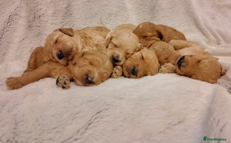 Mini Goldendoodle dogs - Advert 1