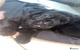 Cane Corso dogs for sale: Cane Corso pups - Image 22