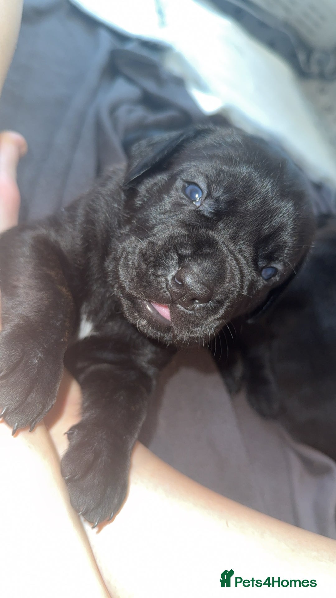Cane Corso dogs for sale: Cane Corso pups - Image 22