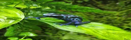 Frog reptiles for sale: Two Adult Koetari River Dart Frogs Sisters - Advert 5