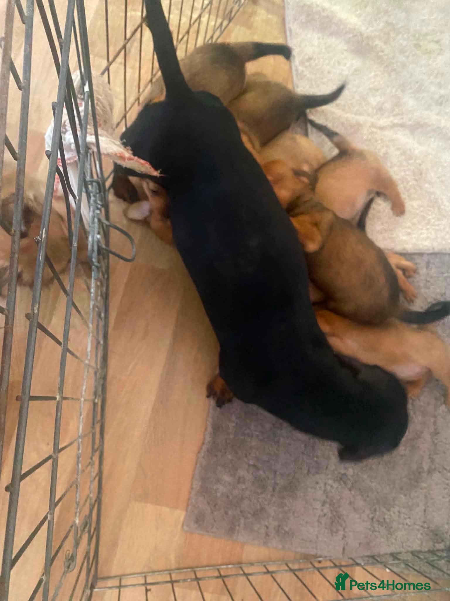 Mixed Breed dogs 7 beautiful daschund/pomerianian puppies 650 each - Advert 1