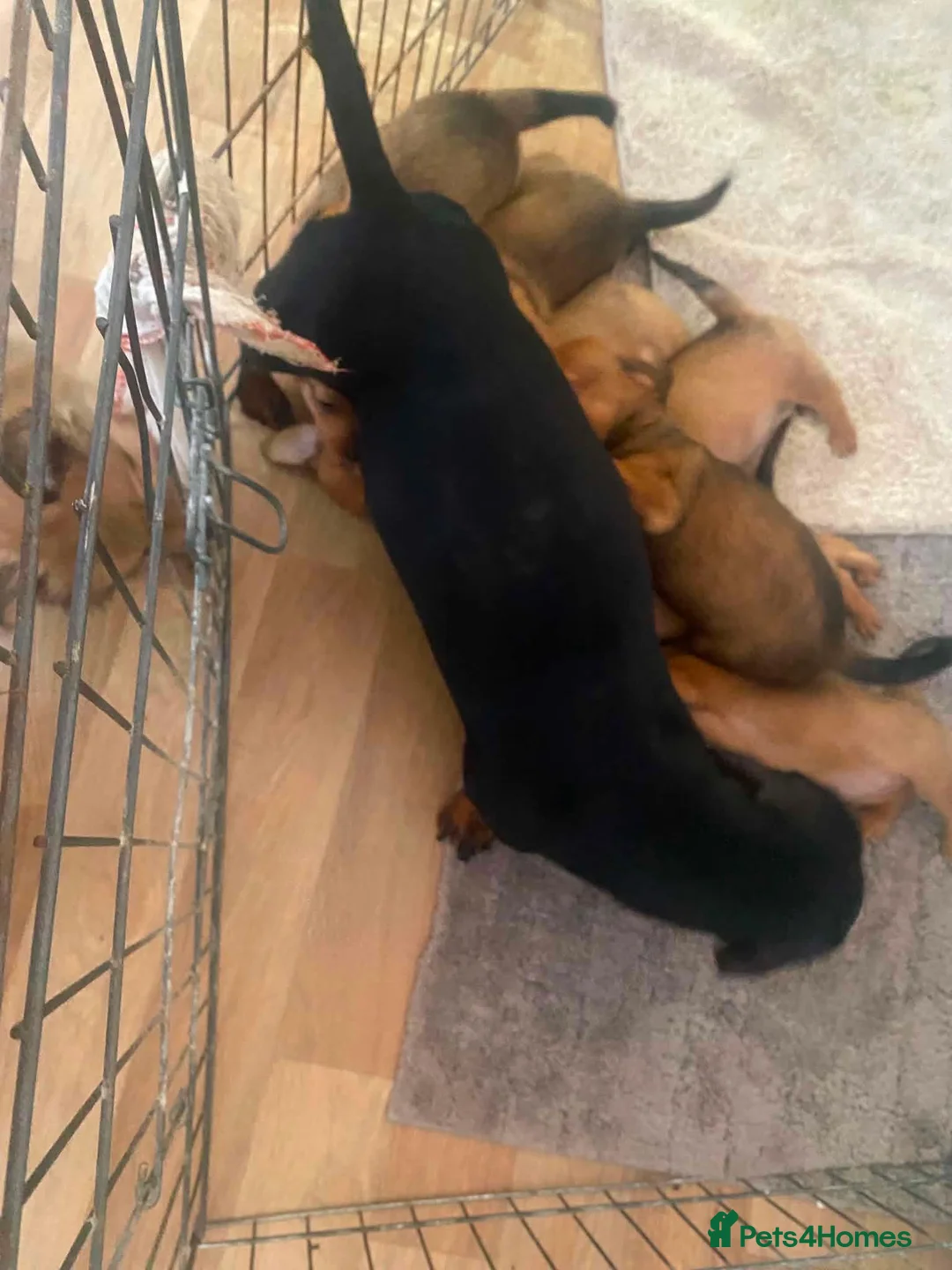 Mixed Breed dogs for sale: 7 beautiful daschund/pomerianian puppies 650 each in London - Advert 1