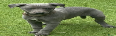 Whippet Puppy 2