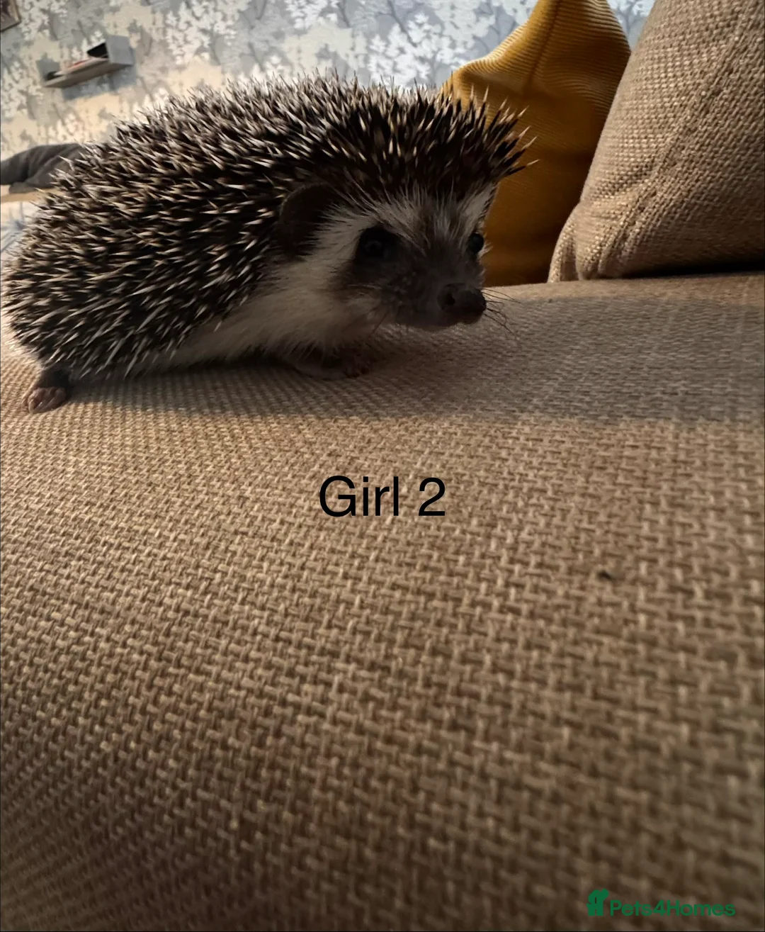 Pygmy Hedgehog rodents for sale: 2 x baby girl hedgehog - Advert 6