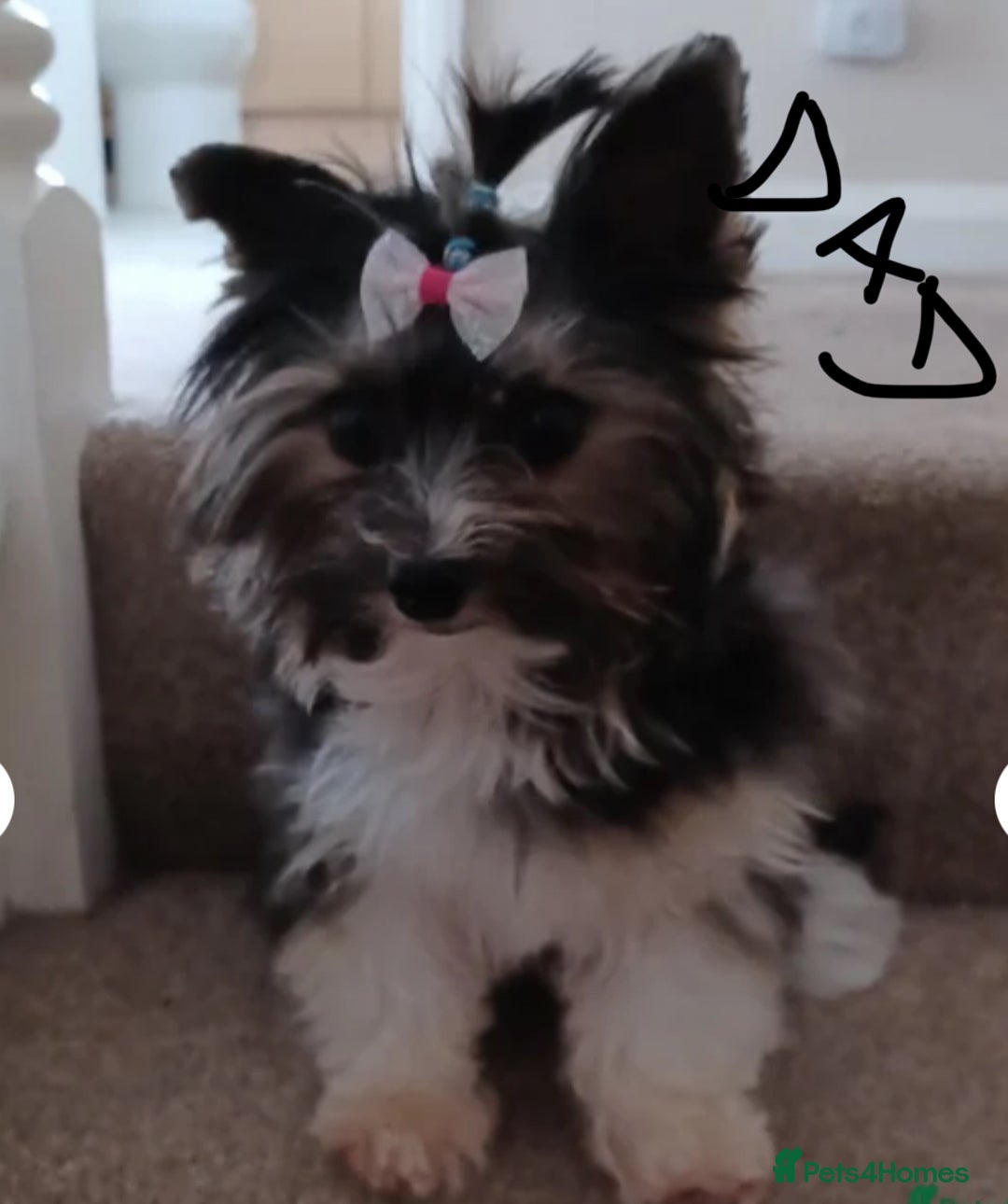 Yorkshire Terrier dogs for sale: Stunning Yorkshire Terriers Puppies  - Advert 10
