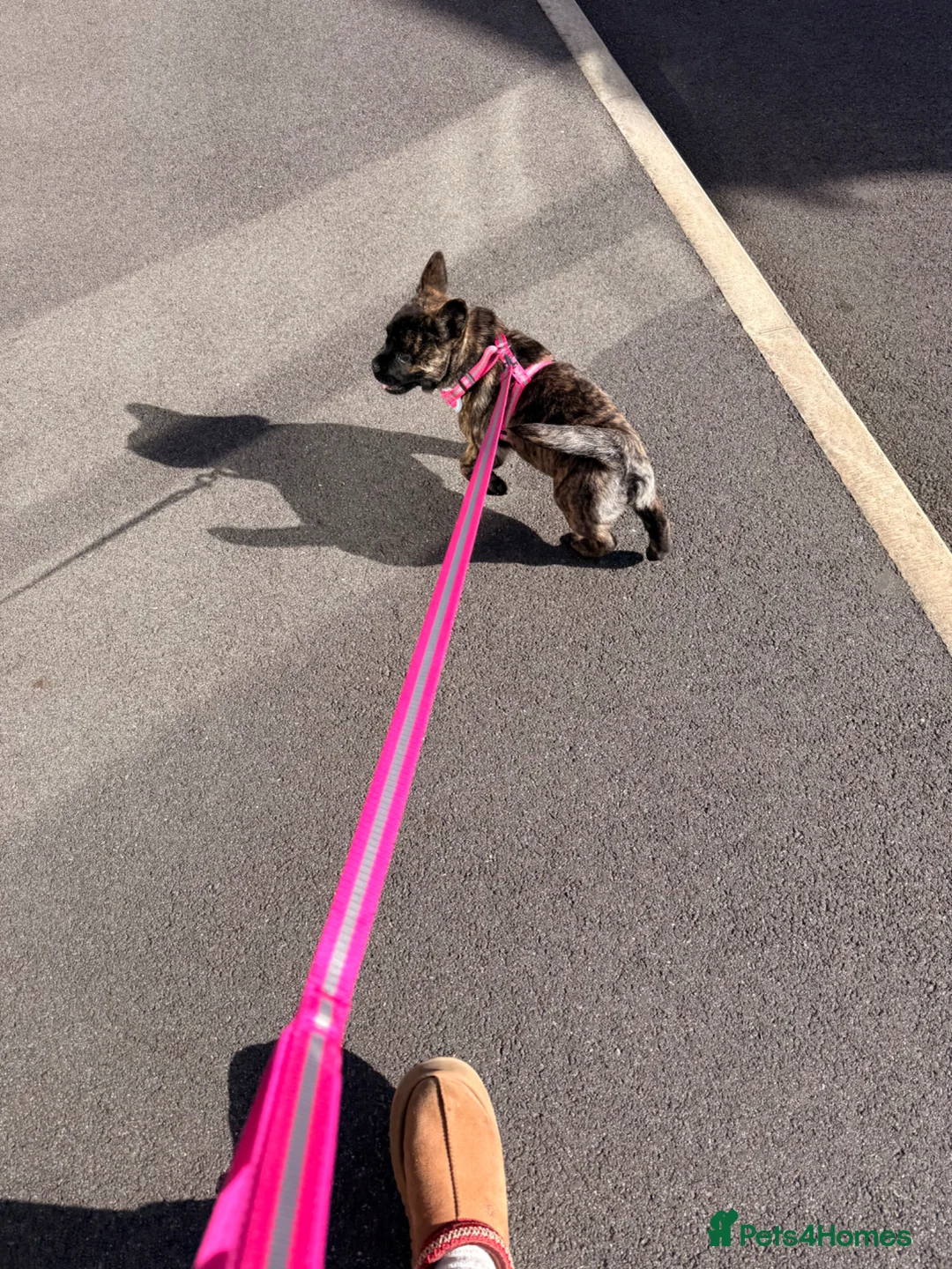 Mixed Breed dogs for sale: Femal chow chow cross french bulldog  - Advert 10