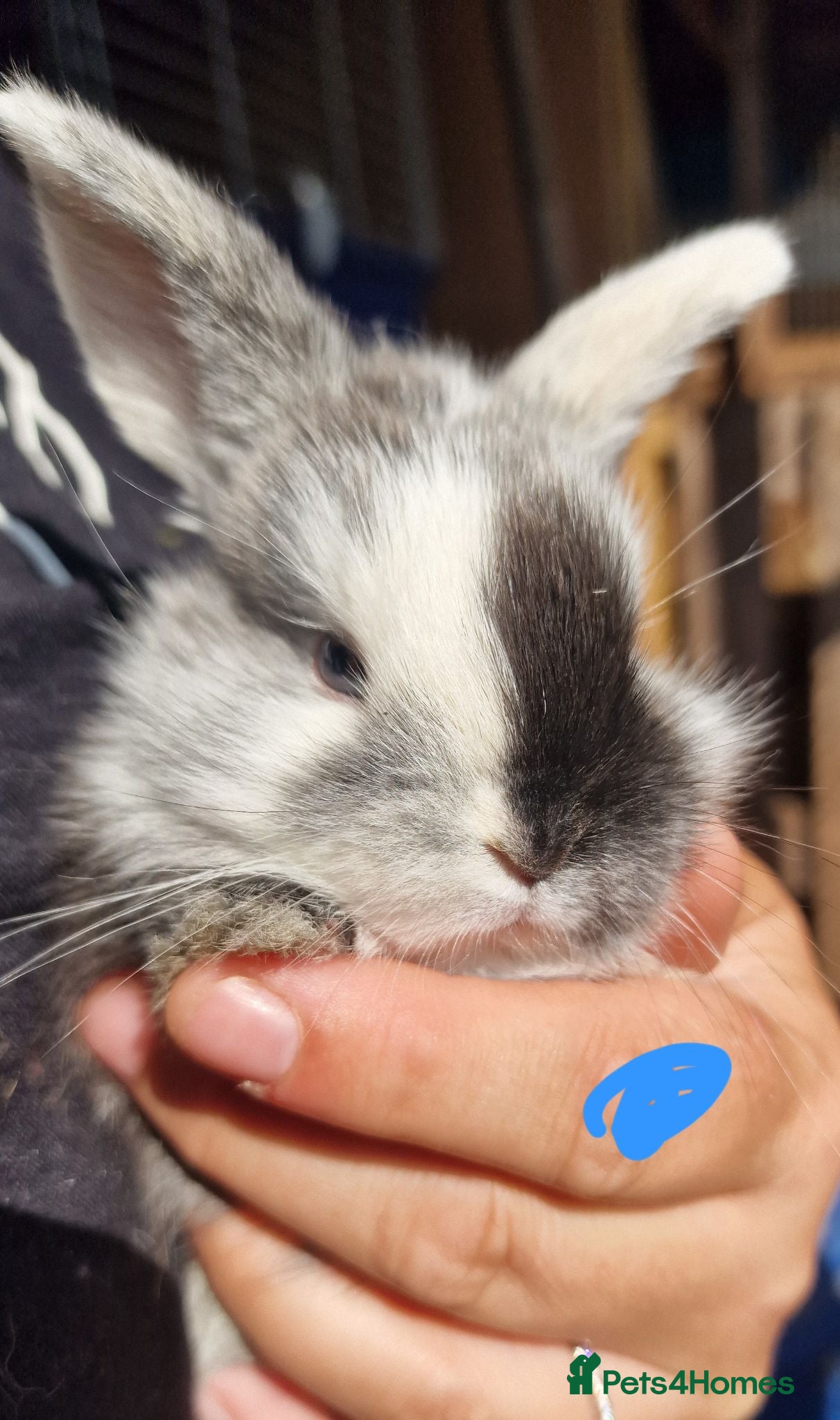 Mini Lop rabbits Mini lops  - Advert 2