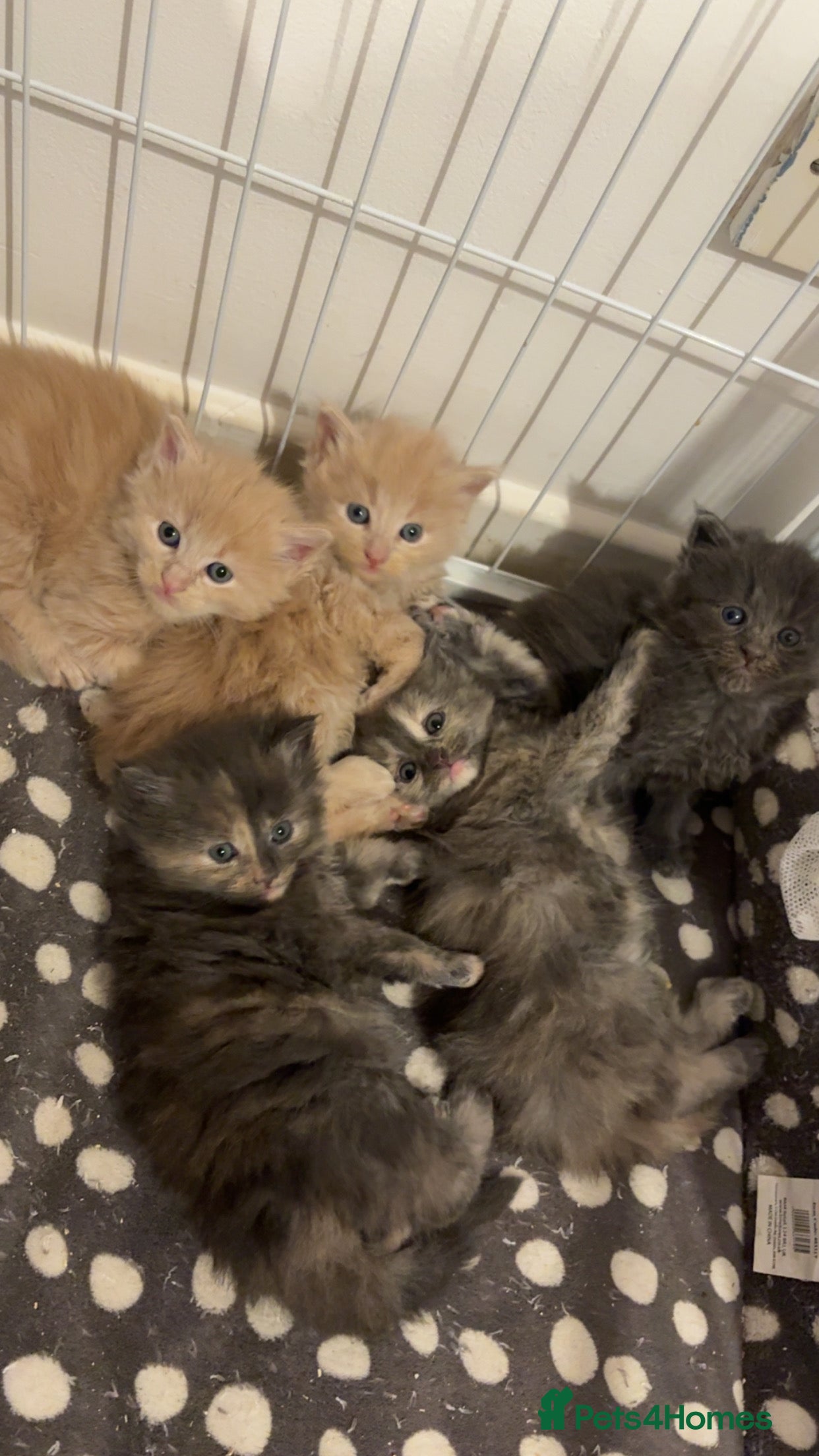 Maine Coon cats 3/4 MAINE COON KITTENS - Advert 1