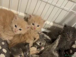 Maine Coon cats 3/4 MAINE COON KITTENS - Advert 4