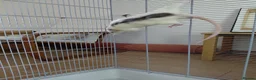 Rat rodents for sale: 2 male rats in Thetford - Advert 11