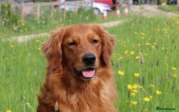 Golden Retriever dogs for sale: Dark Working Golden Retriever puppies - Image 4
