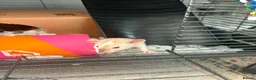 Rat rodents for sale: Two male rats with full set up  in Colchester - Advert 4