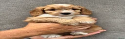 Cockapoo dogs for sale: Beautiful cockapoos - Advert 9