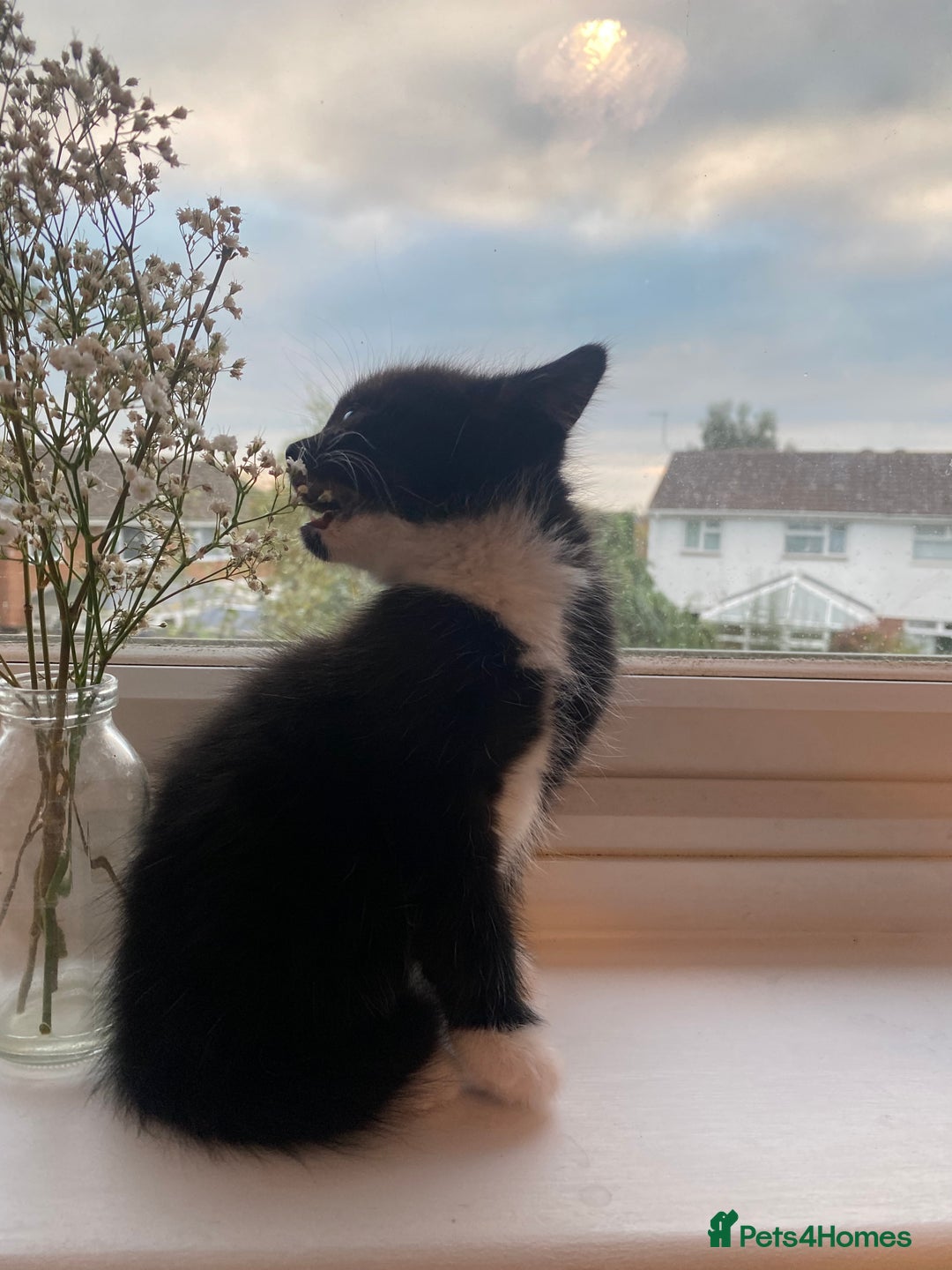 Mixed Breed cats for sale: 3 super fluffy cute kittens  - Image 6