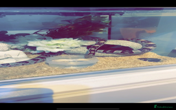 Corn Snake reptiles for sale: Adult Male Corn Snake + Full Setup for Sale - Image 1
