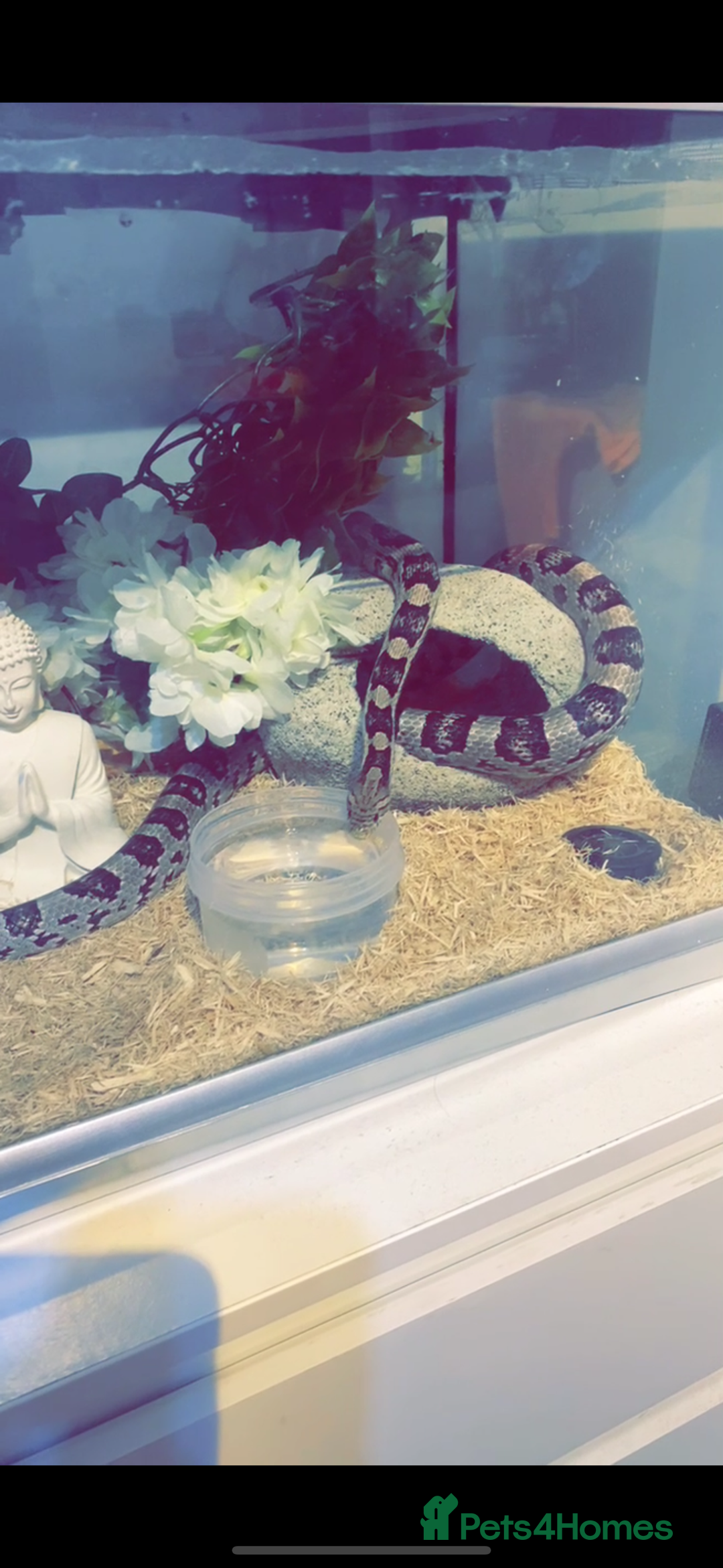 Corn Snake reptiles for sale: Adult Male Corn Snake + Full Setup for Sale - Image 1