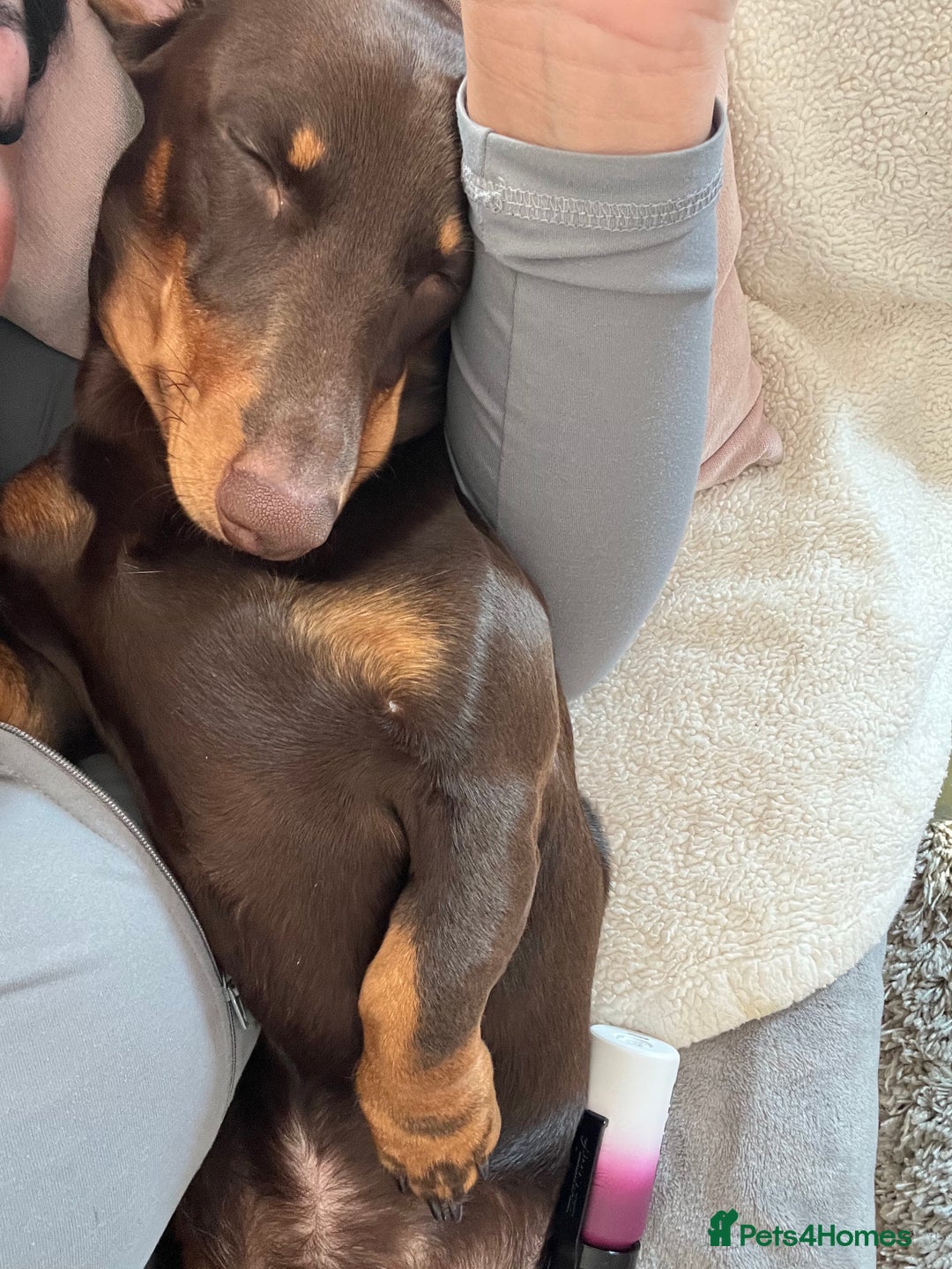 Miniature Dachshund dogs for stud: Miniature dachshund for stud - Advert 10