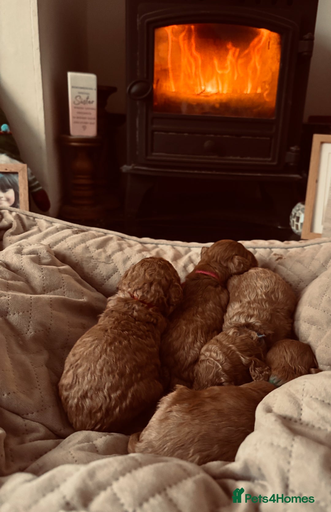 Cavapoo dogs for sale: F1B Red Toy Cavapoos- Health Tested  ************  - Advert 20
